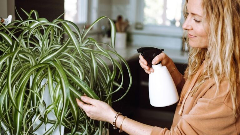 Fastest Way To Grow a Spider Plant? These Simple Tricks Work Surprisingly Fast