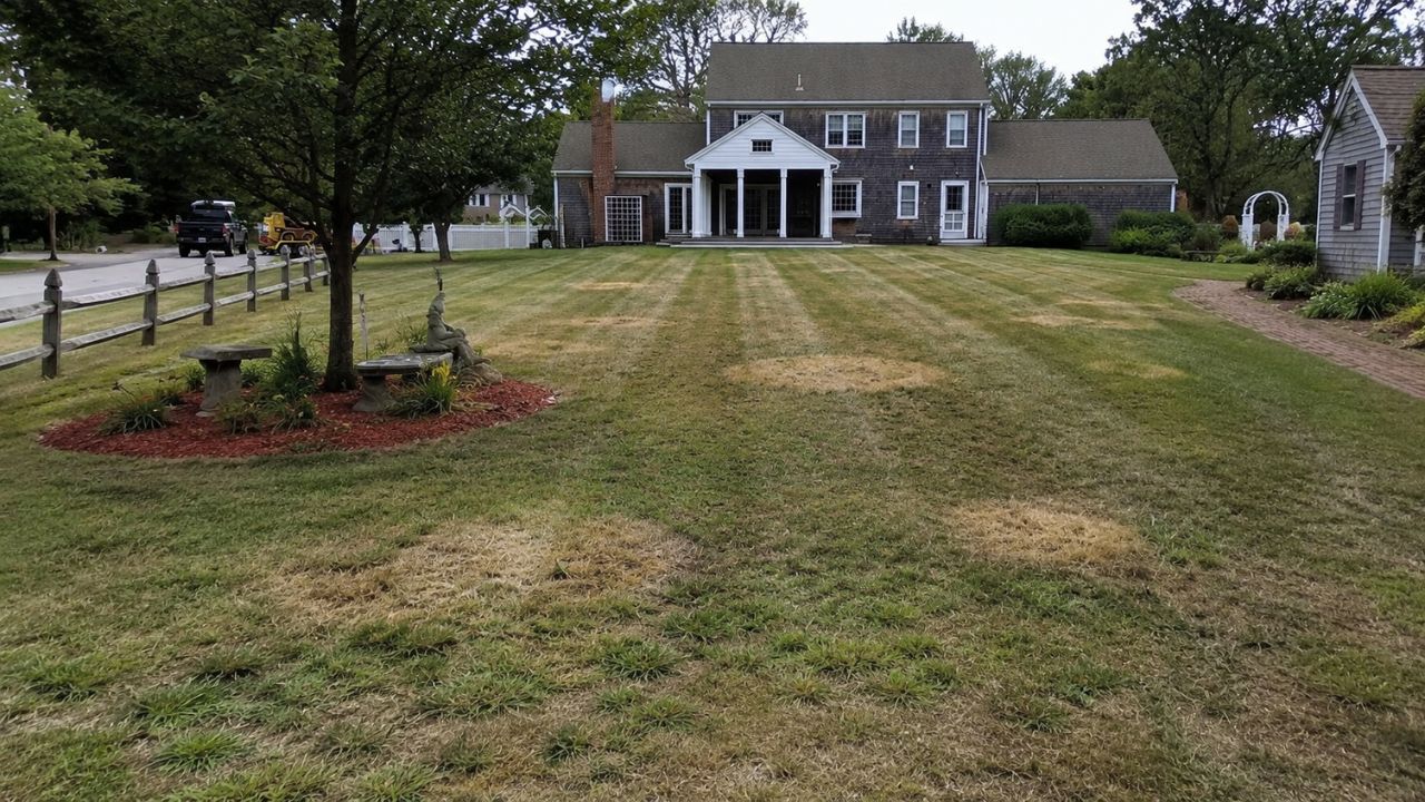 Brown patches on Sudbury lawn summer