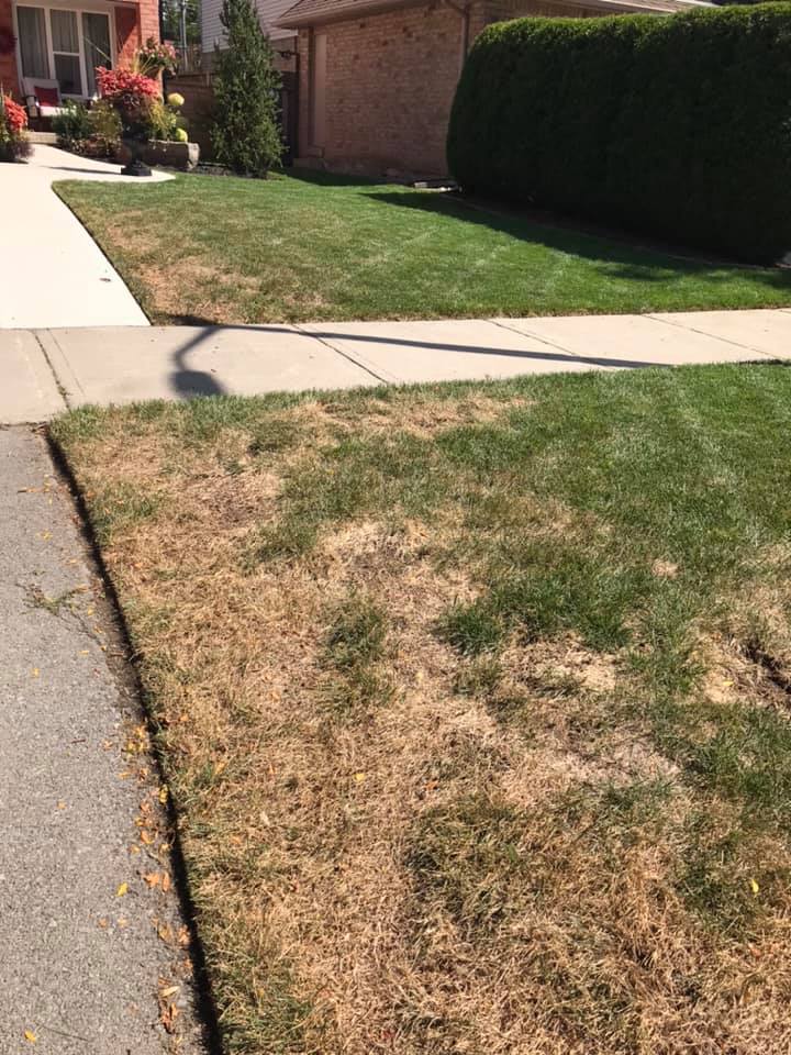 Brown patches on a residential lawn in Sudbury Ontario