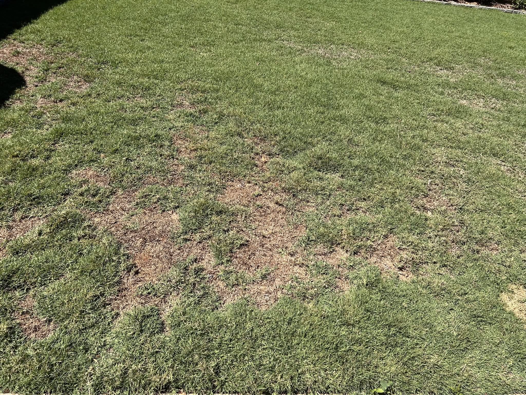 Brown scalped lawn patches on a Val Caron Ontario property