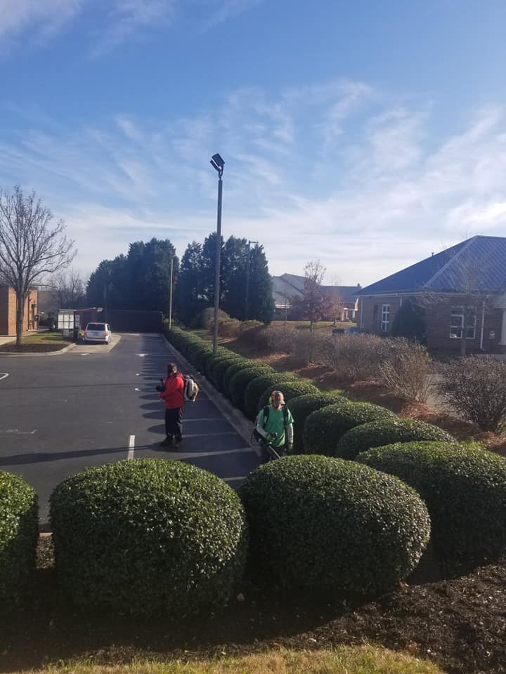 Cedar hedge being trimmed in Sudbury in late spring