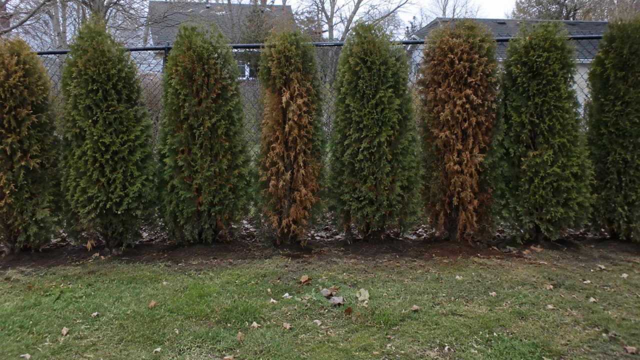 Cedar hedge being trimmed on a residential property in Sudbury Ontario