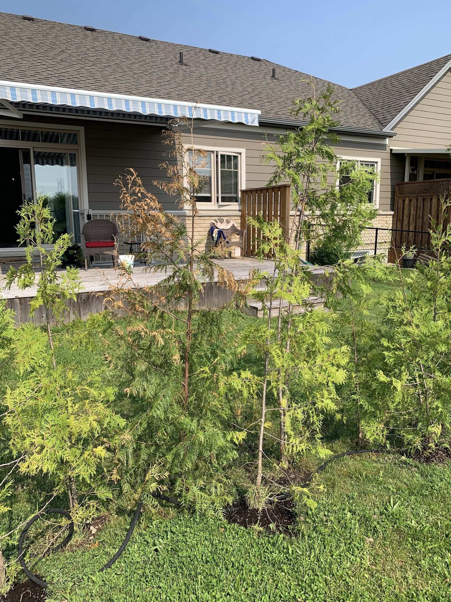 Cedar hedge in a Sudbury backyard ready for spring trimming