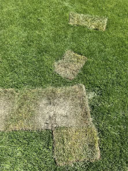 Checking sod viability by unrolling a section in Sudbury Ontario