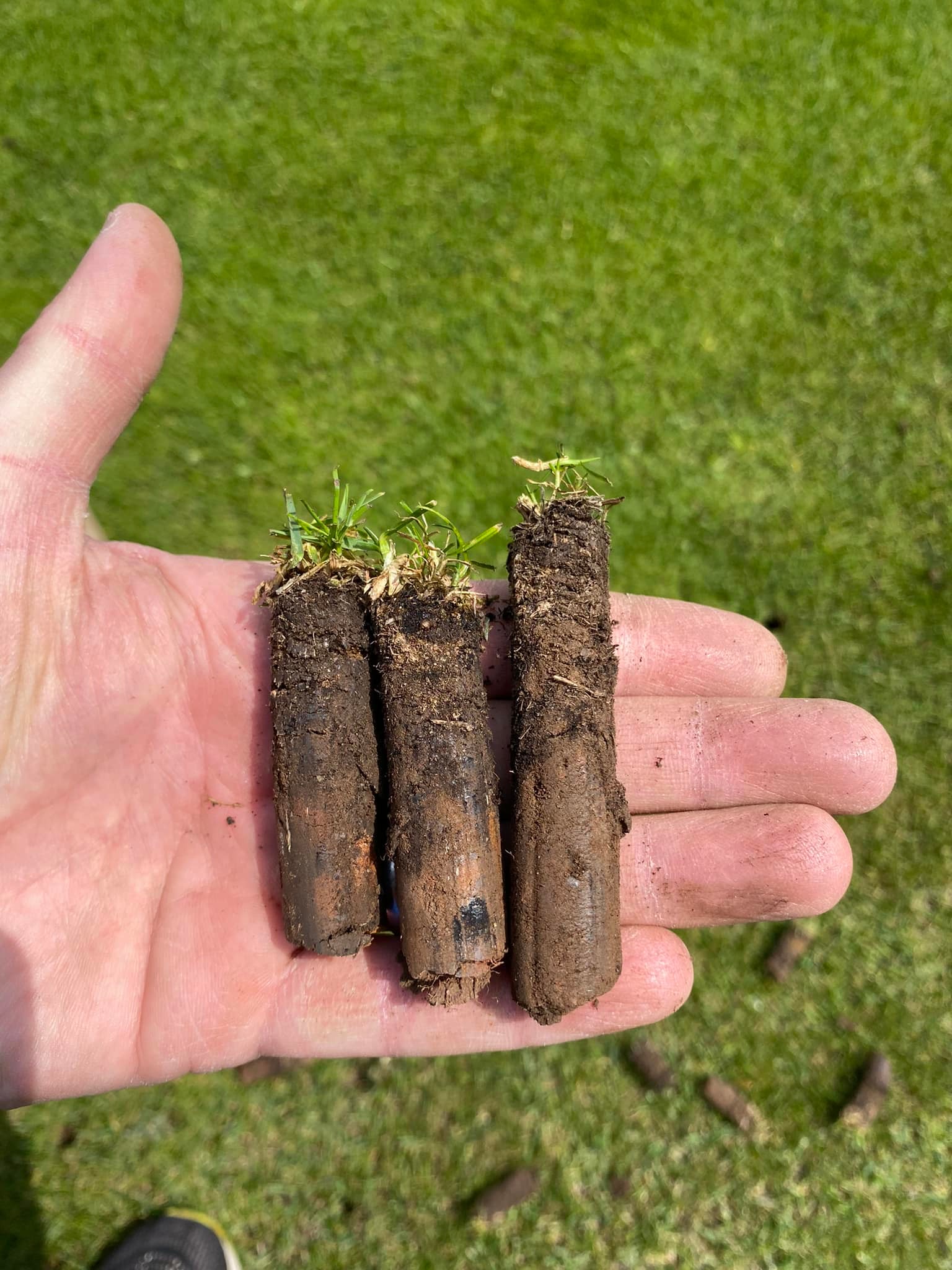 Clay soil core aeration plugs on a Sudbury residential property