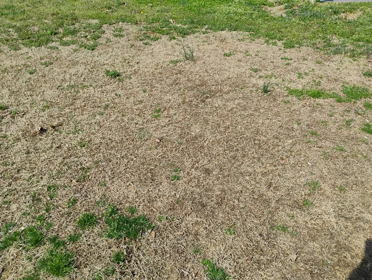 Compacted soil buried debris dead lawn patch Greater Sudbury Ontario