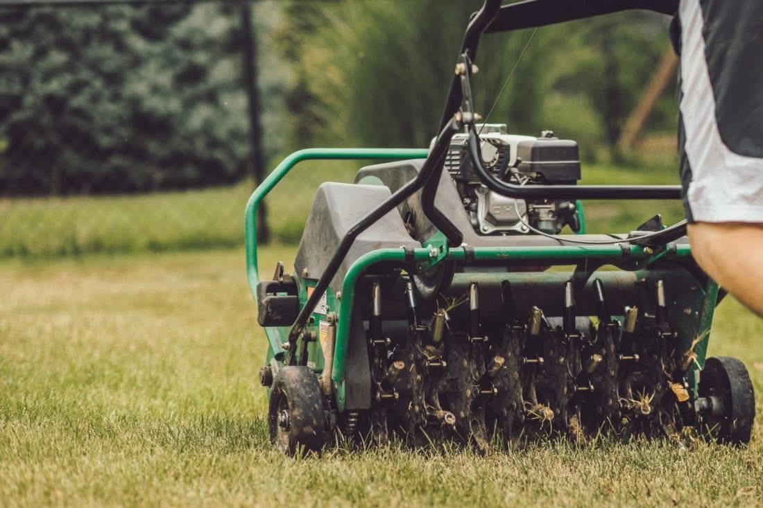 Core aeration plugs Sudbury lawn May