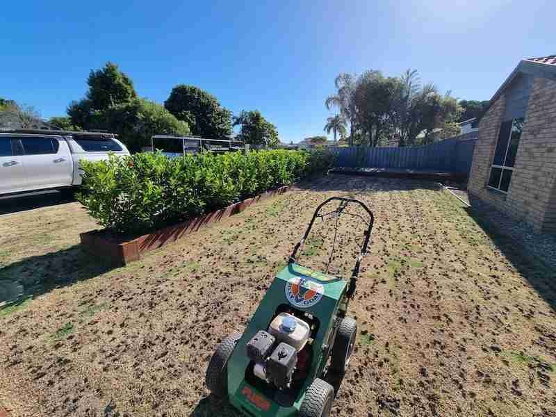 Core aeration plugs Sudbury lawn spring