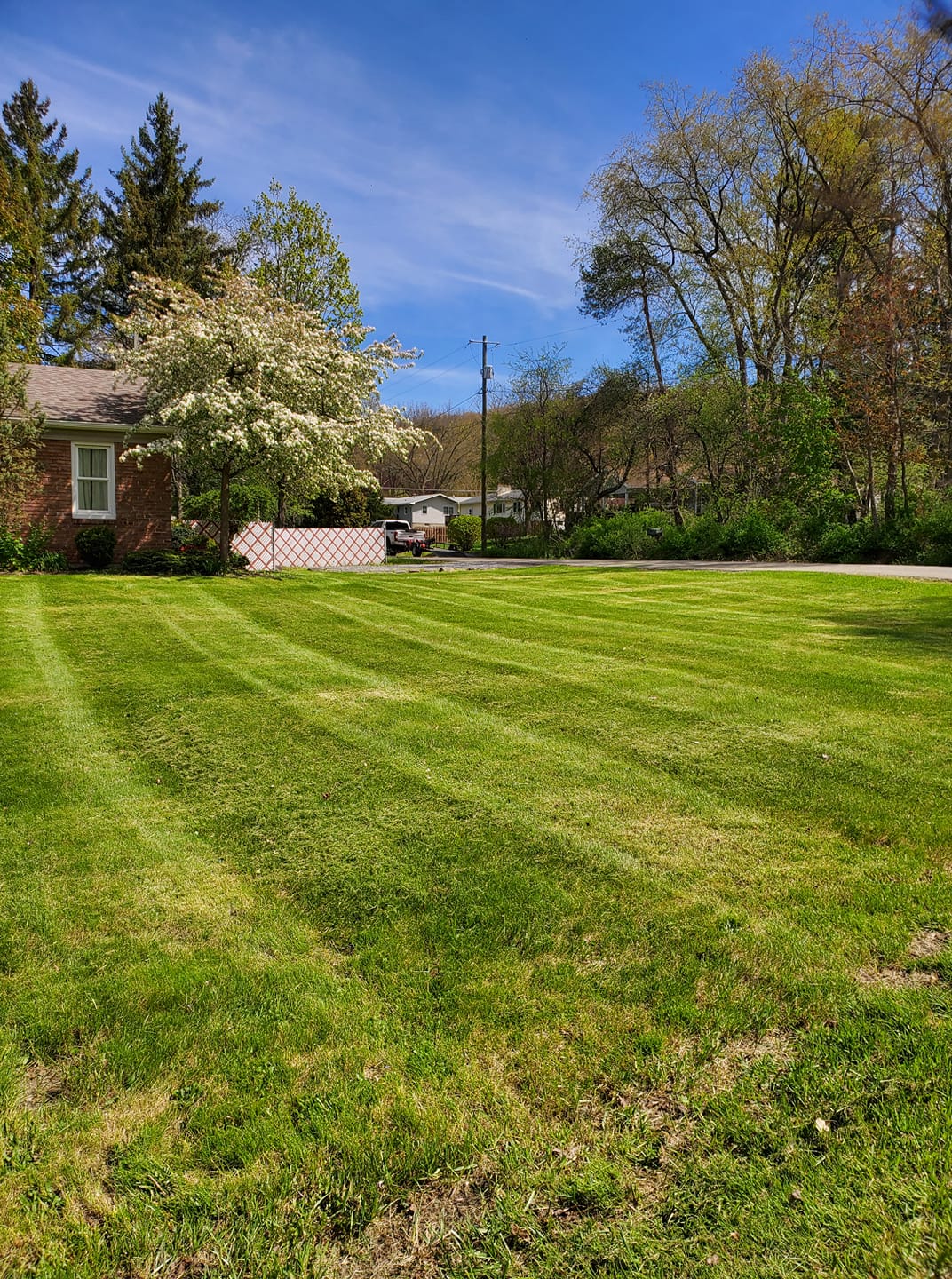 Core aeration plugs on Sudbury lawn