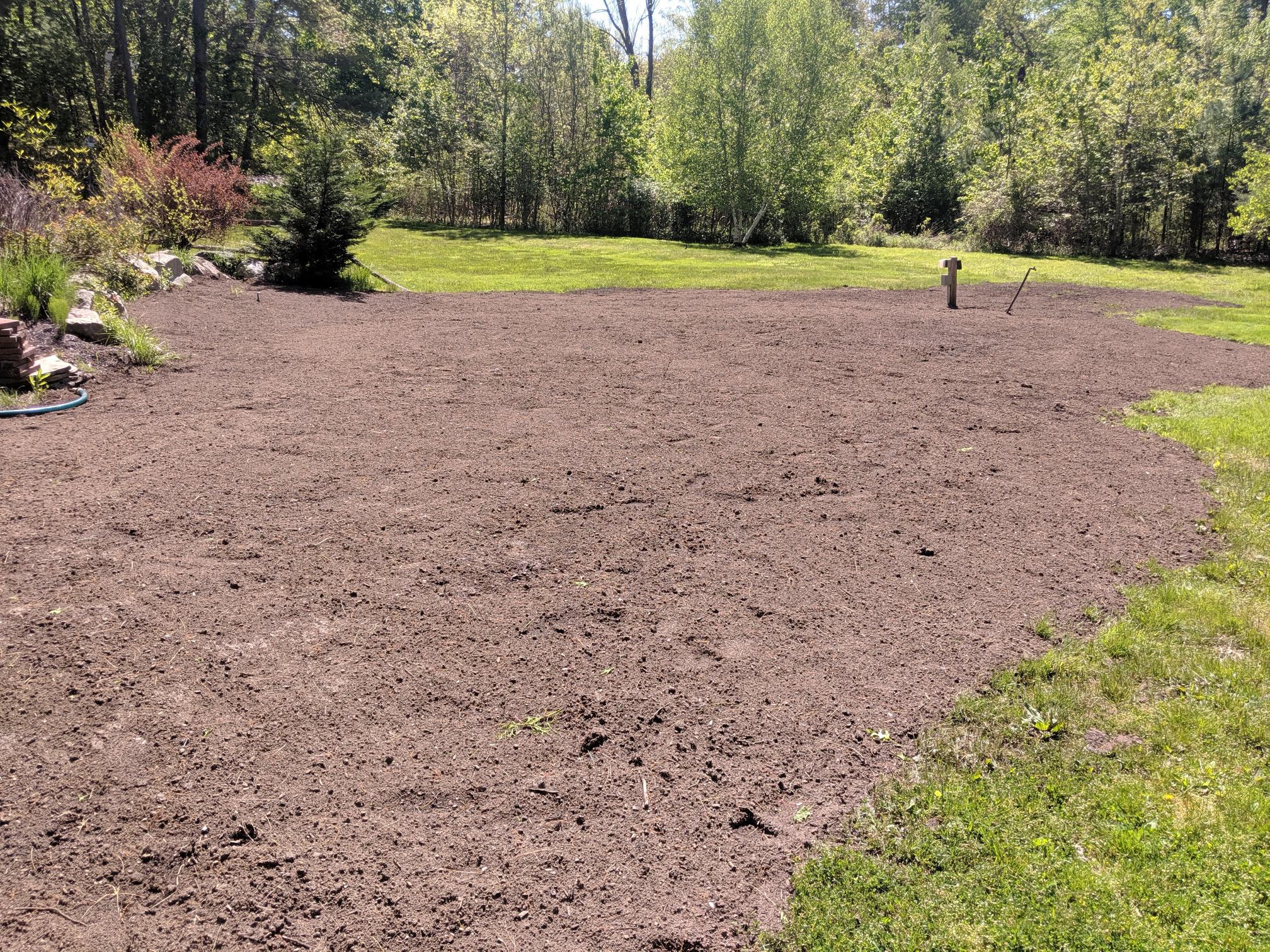 Core aeration plugs on a Sudbury lawn after spring service