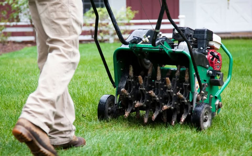 Core aeration plugs on a Sudbury residential lawn in spring