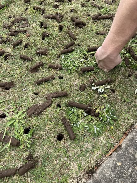 Core aeration plugs pulled from compacted Sudbury lawn in June