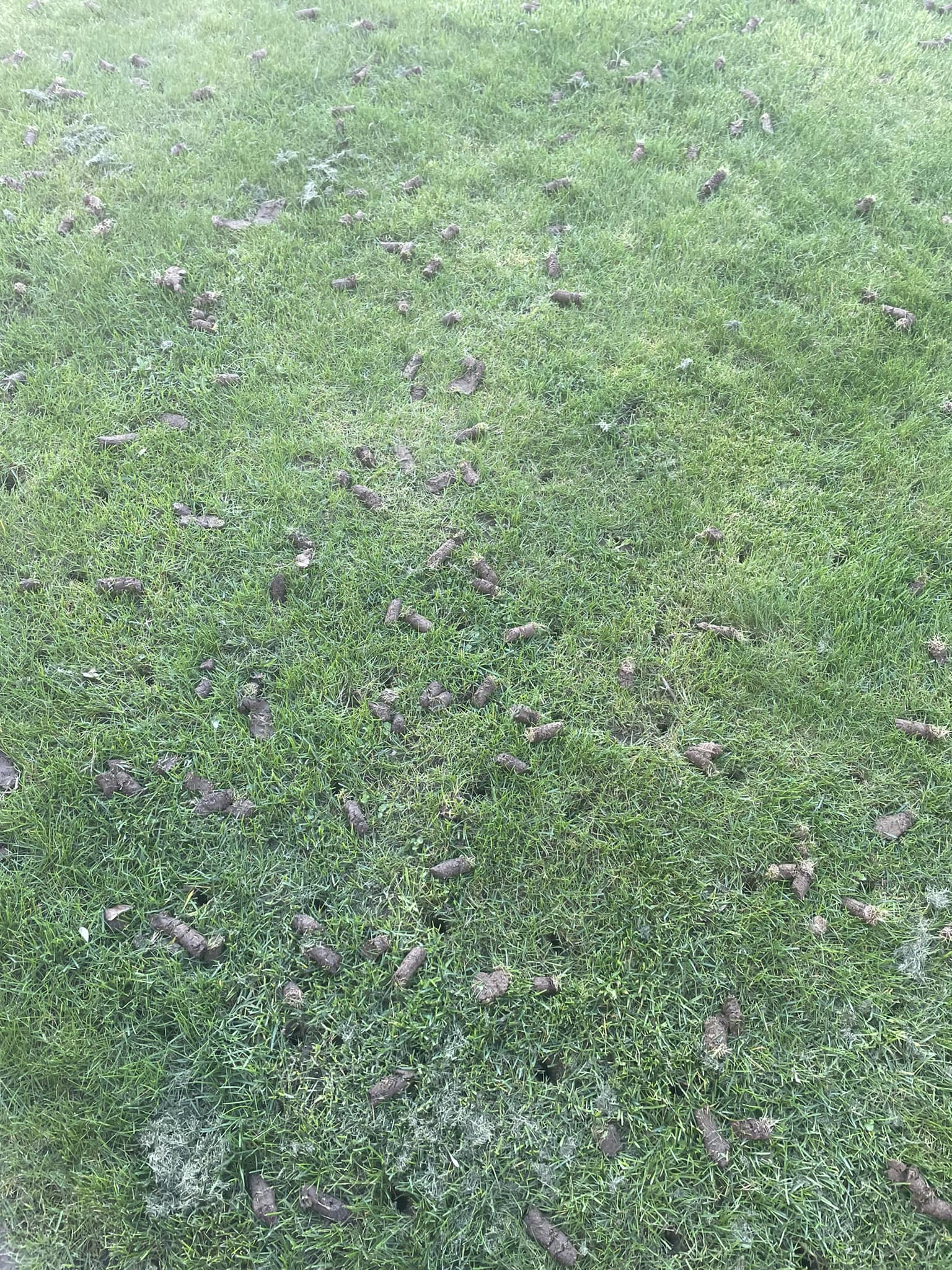 Core aeration soil plugs left on a Sudbury lawn after spring service