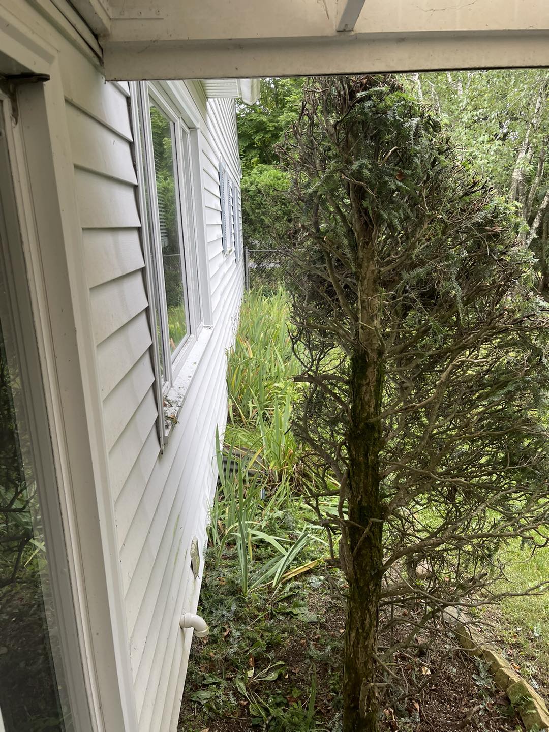 Damaged cedar hedge in Sudbury showing brown dead patches