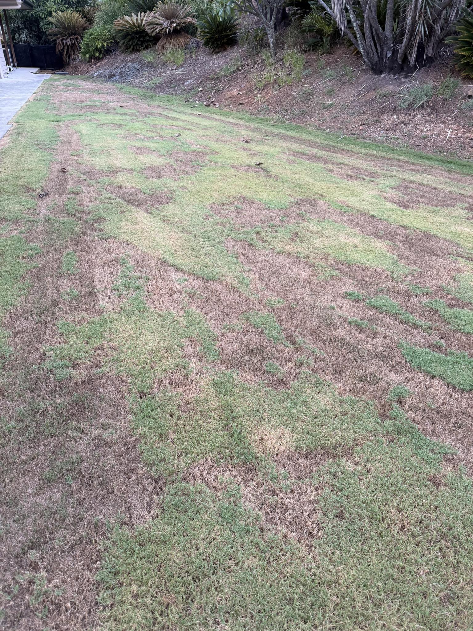 Damaged lawn Val Caron Sudbury after summer drought deterioration