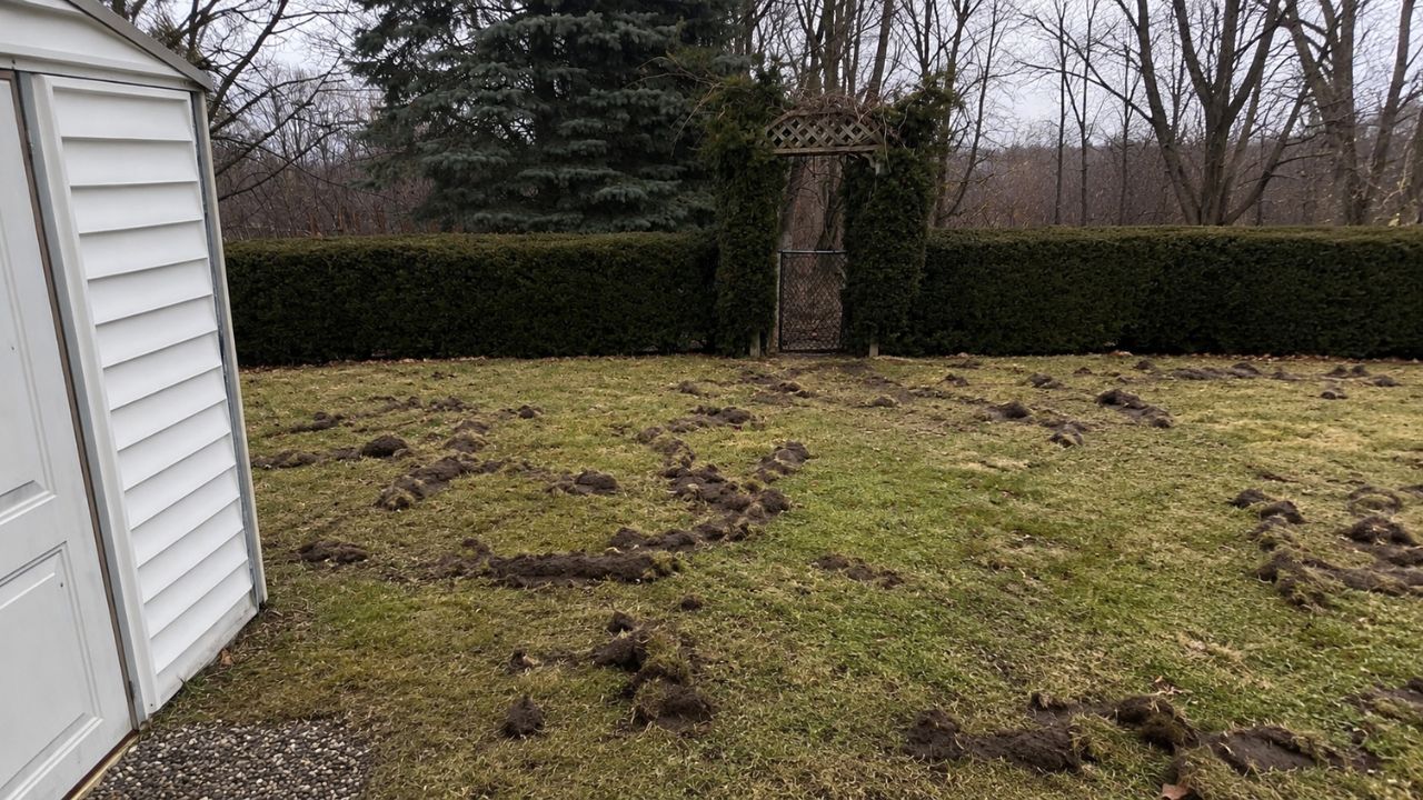 Damaged new sod on a residential lawn in Sudbury Ontario