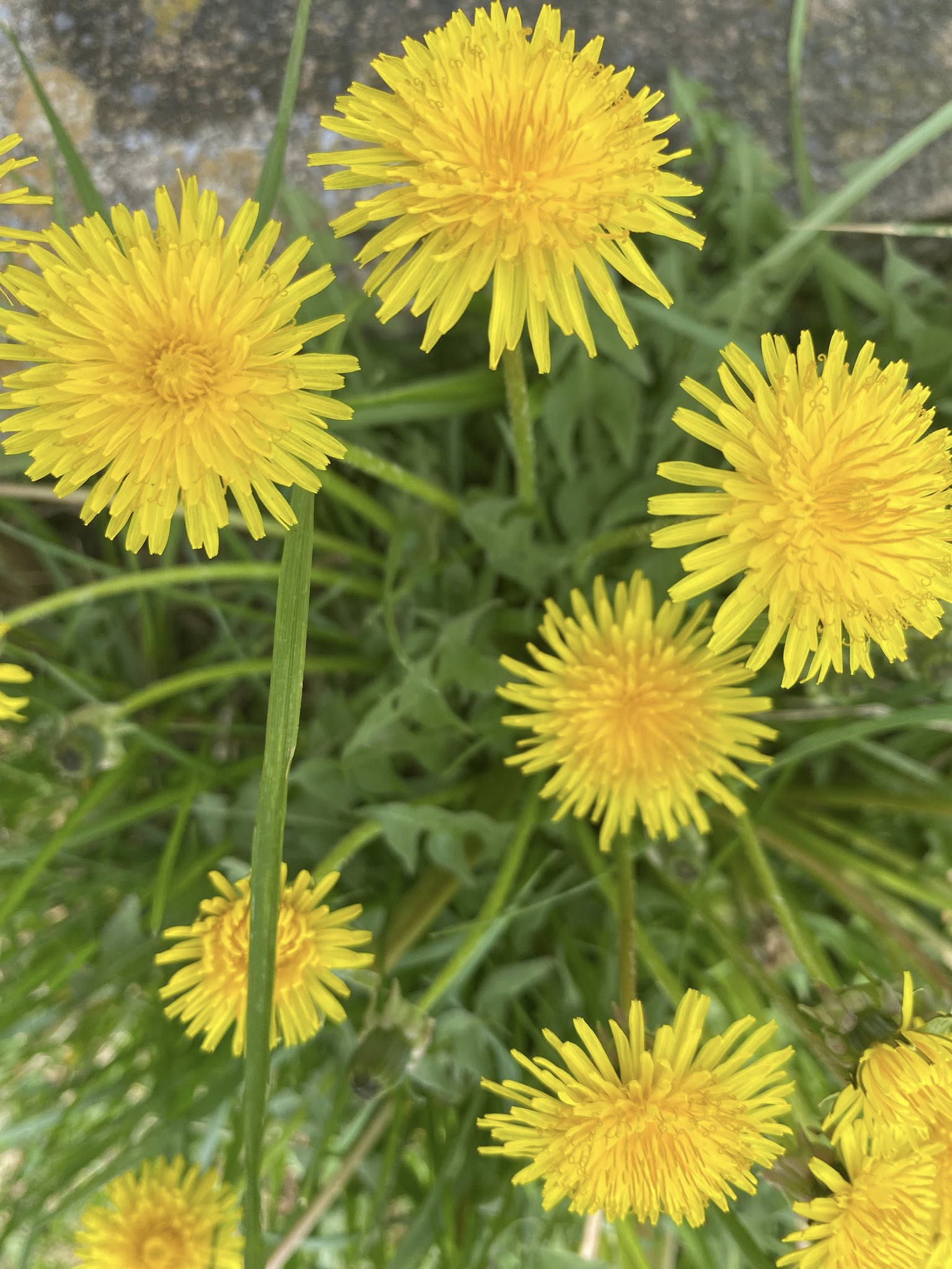 Dandelion weeds Sudbury lawn June
