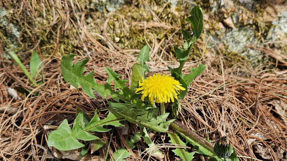 Dandelions and broadleaf weeds on Sudbury lawn