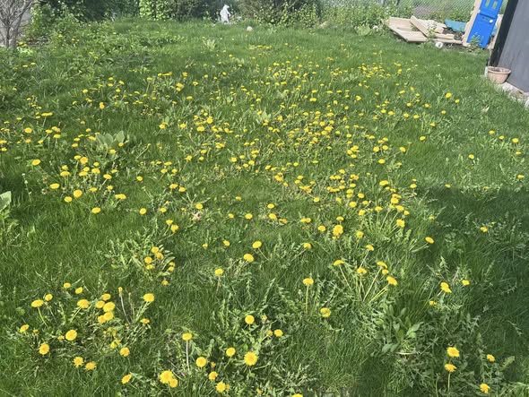 Dandelions and weeds taking over a Sudbury residential lawn