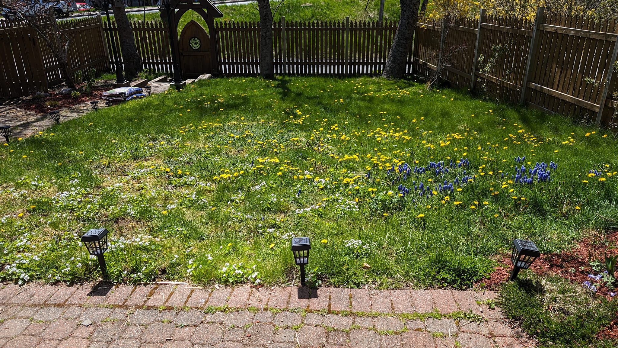 Dandelions spreading across a compacted Sudbury lawn in spring