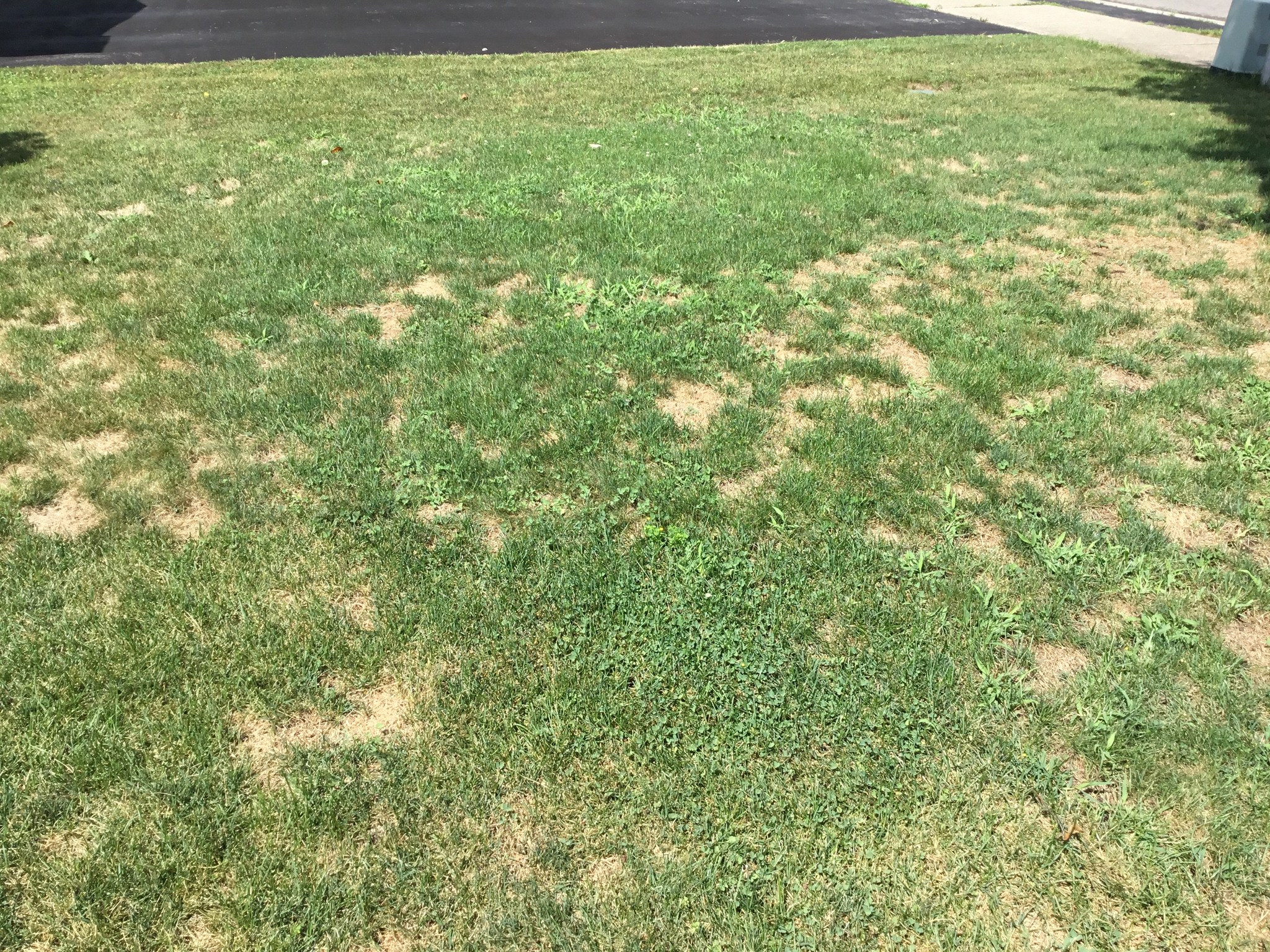 Dead patchy lawn with clay soil in Sudbury