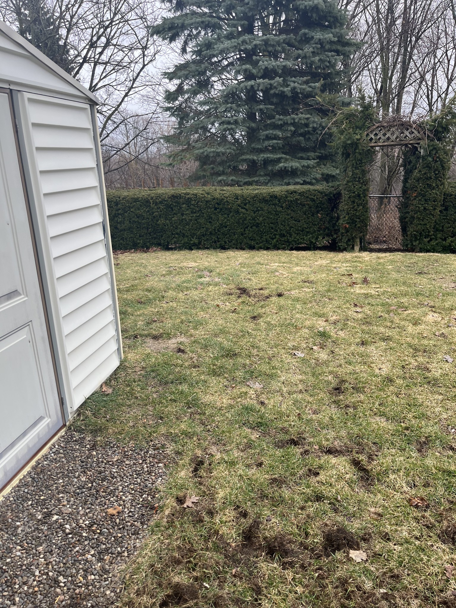 Dead patchy lawn with grub damage in Sudbury Ontario