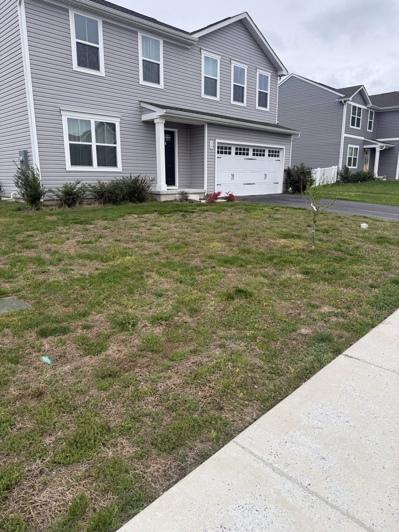Dead weed covered lawn Sudbury replace