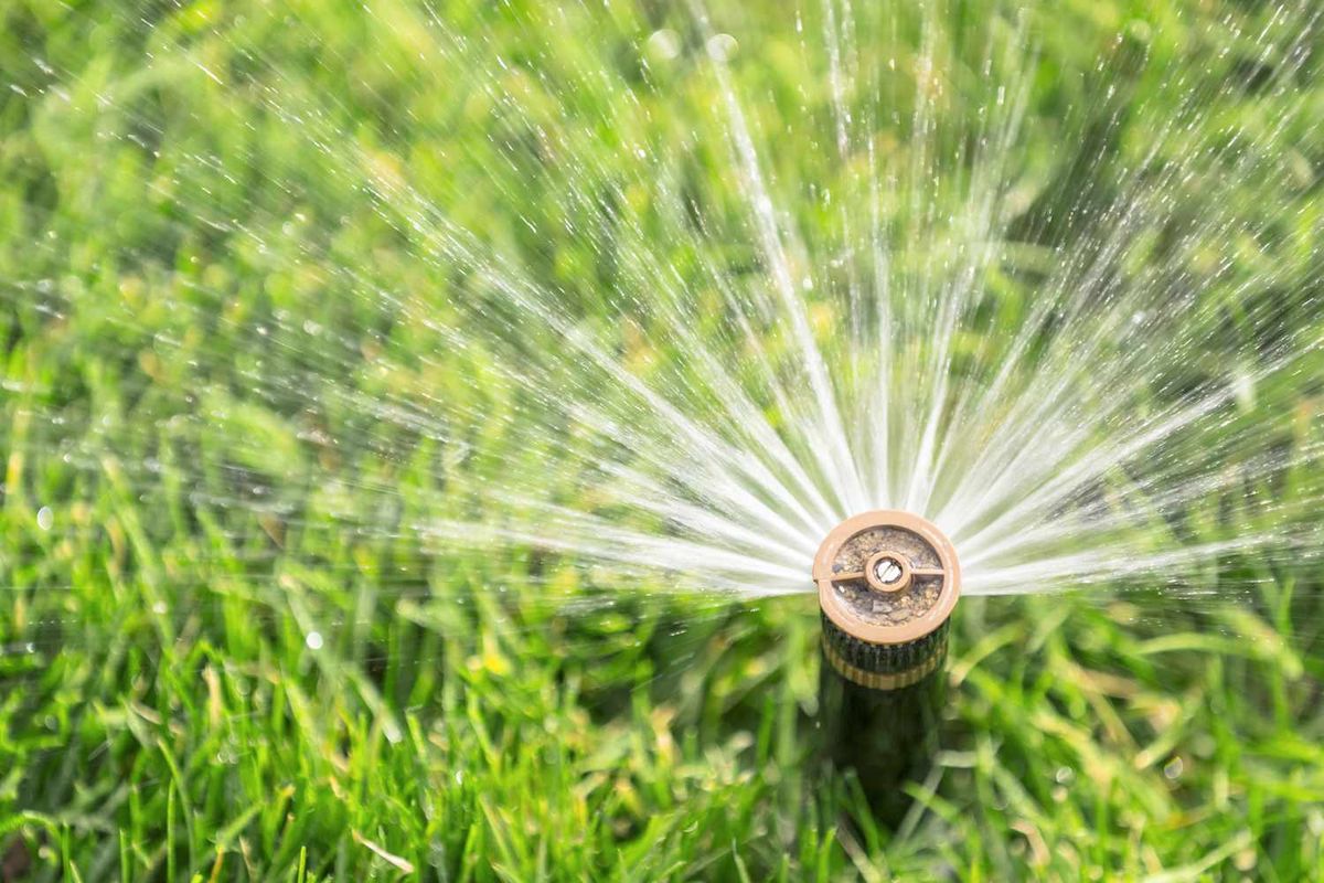 Deep watering Sudbury lawn early morning in summer