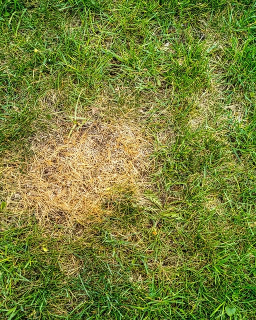 Dog urine brown spots Sudbury lawn