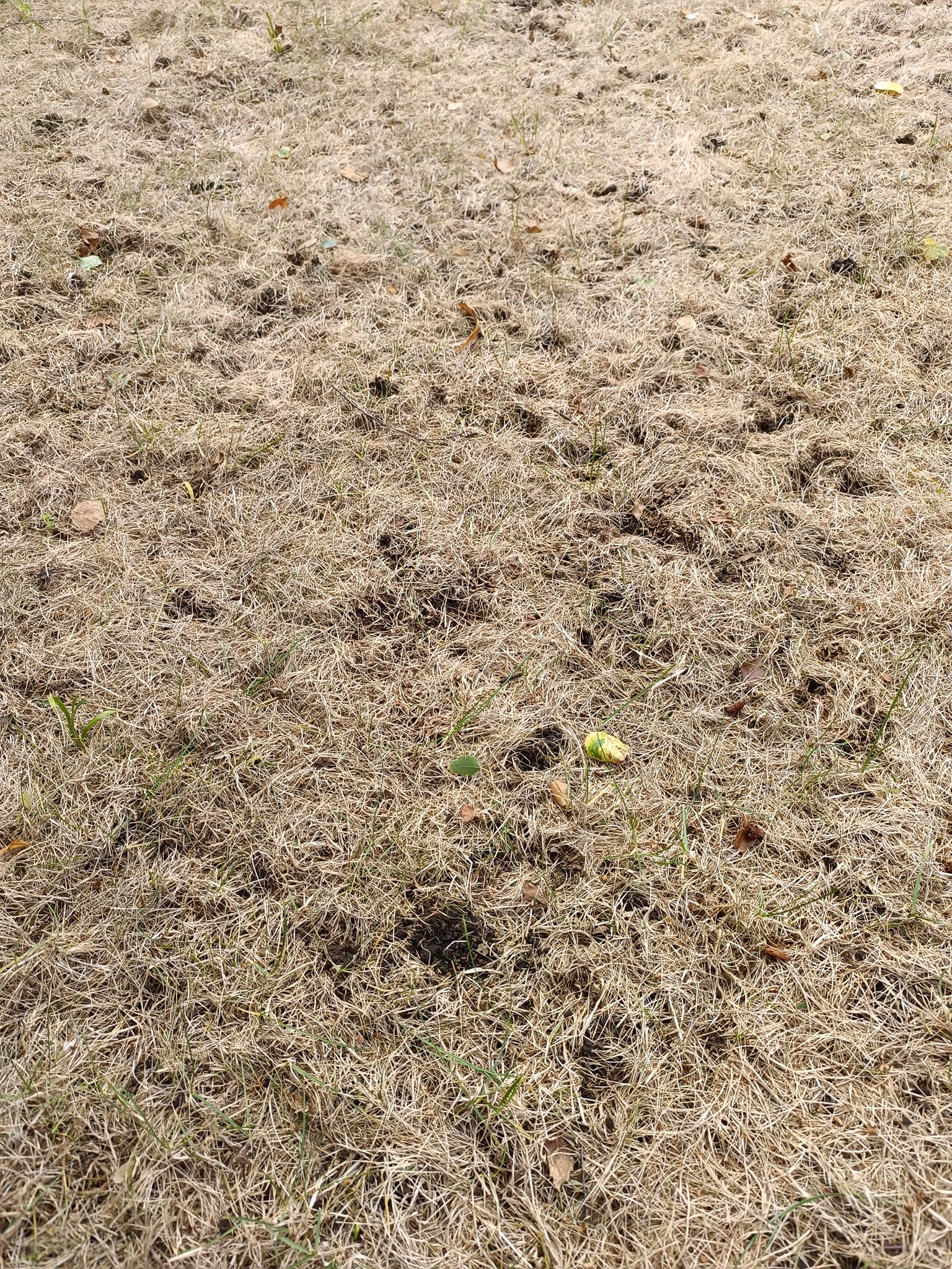 Dry brown lawn in Sudbury Ontario summer showing need for proper irrigation system