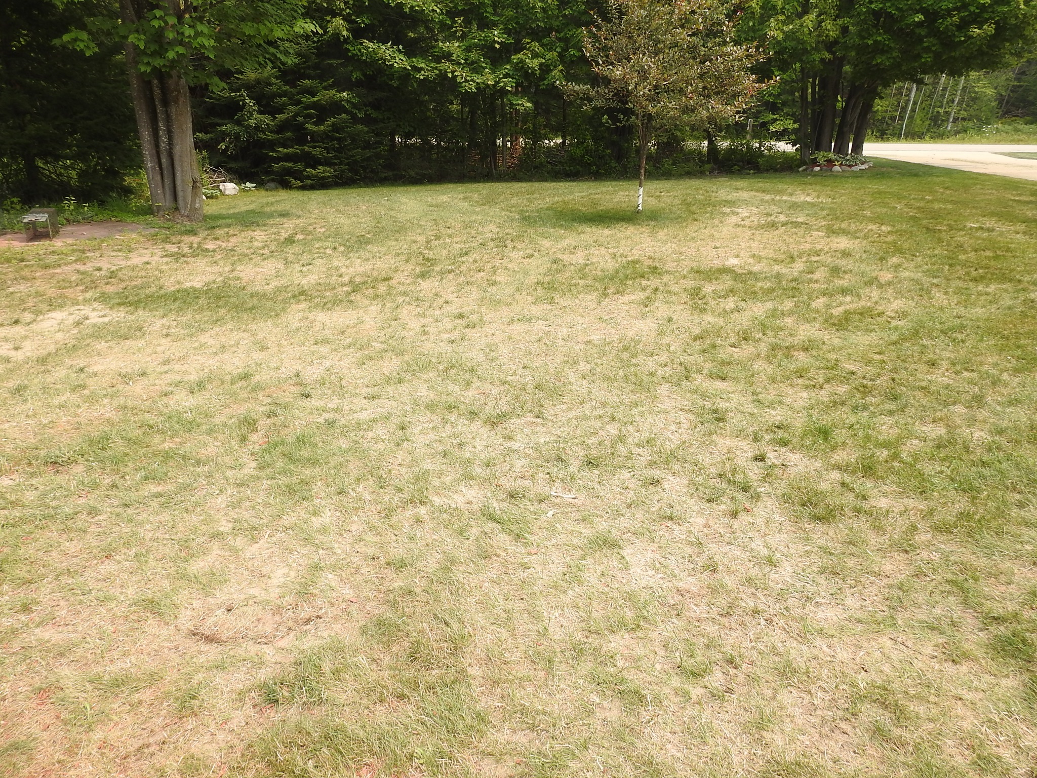 Alt text: Dry stressed lawn Val Caron Sudbury summer drought conditions