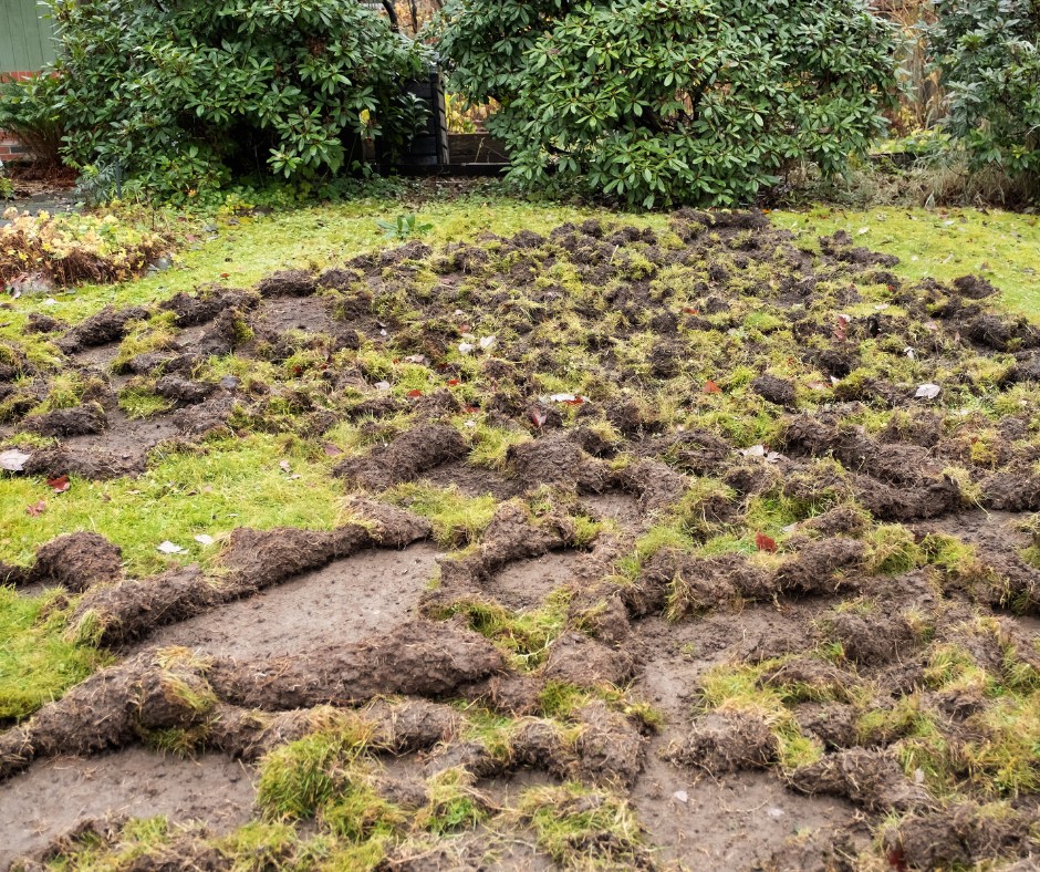 European chafer grub damage under Sudbury lawn sod