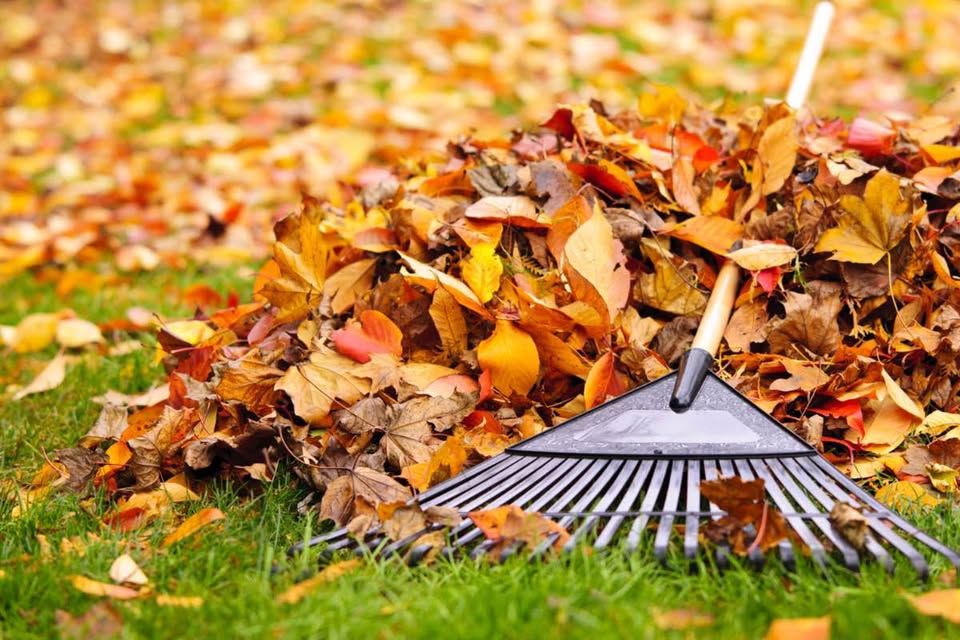 Fall property cleanup with leaf removal on a Sudbury residential lawn