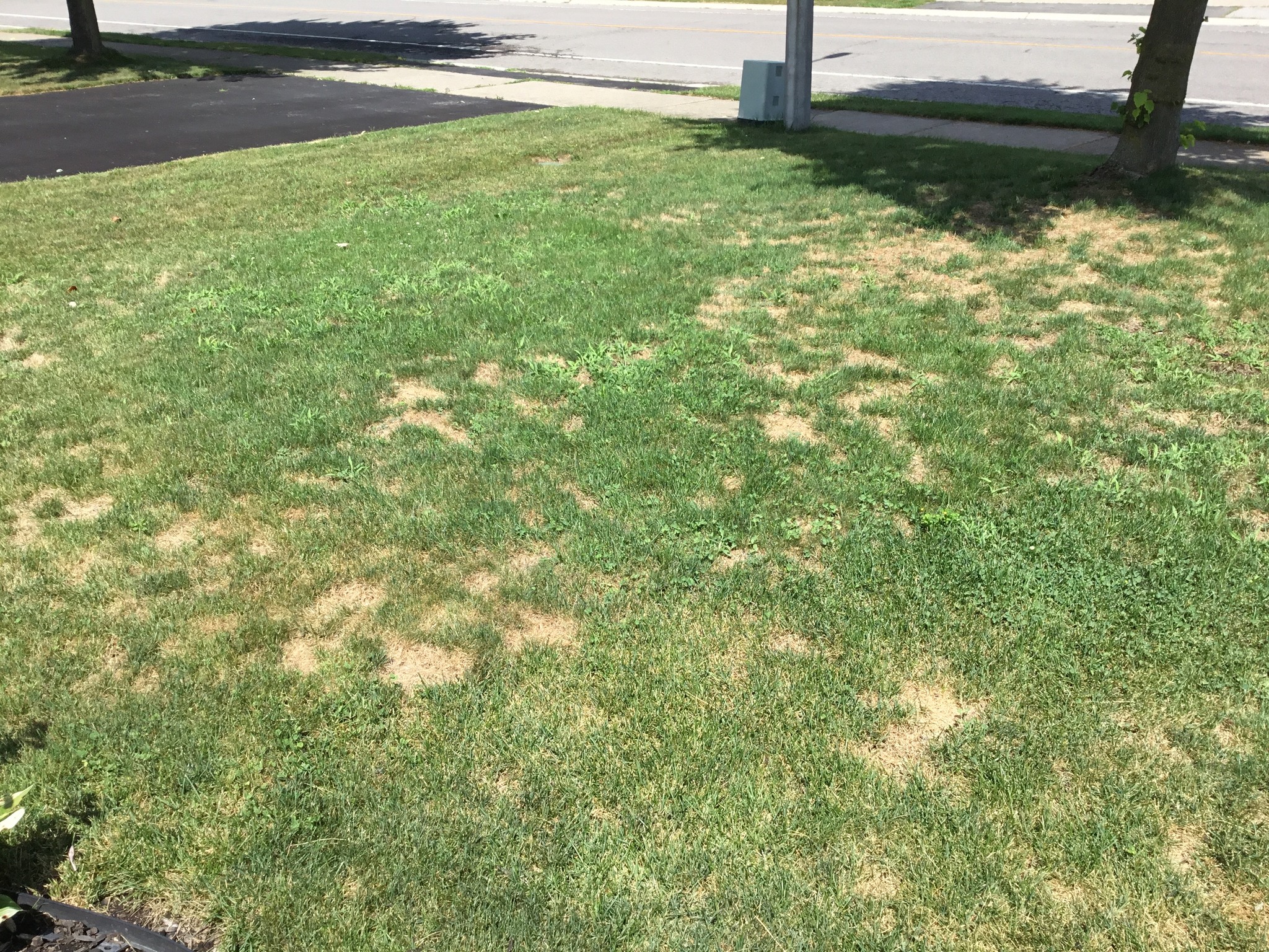 Fresh sod repair dead patch Chelmsford lawn Greater Sudbury Ontario