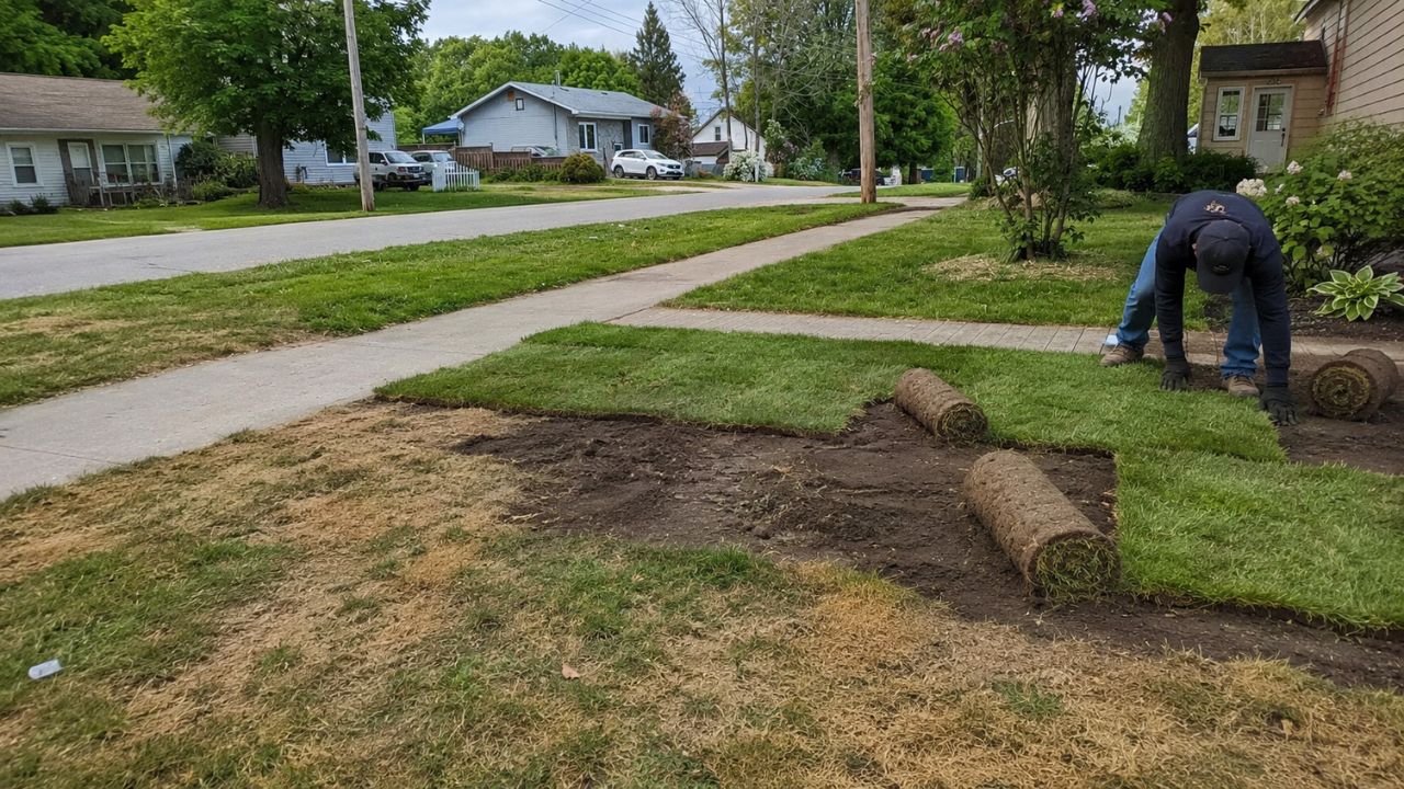Freshly installed sod on a Sudbury lawn