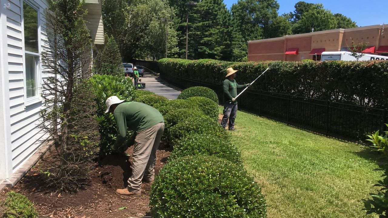 Freshly trimmed cedar hedge on a Sudbury residential property