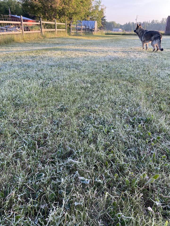 Frost-covered lawn in early spring in Sudbury showing why timing of fertilization matters