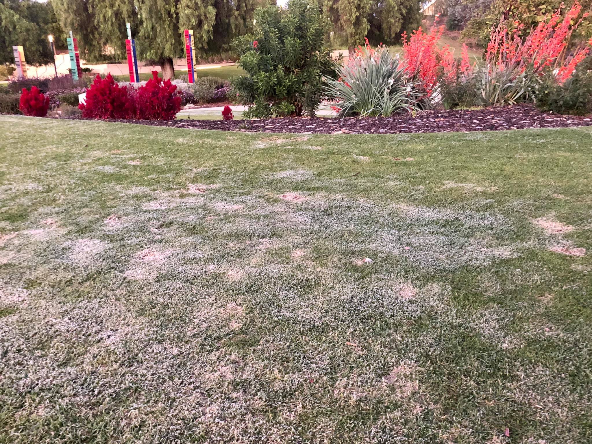 Frost on a residential lawn in Greater Sudbury Ontario in late fall
