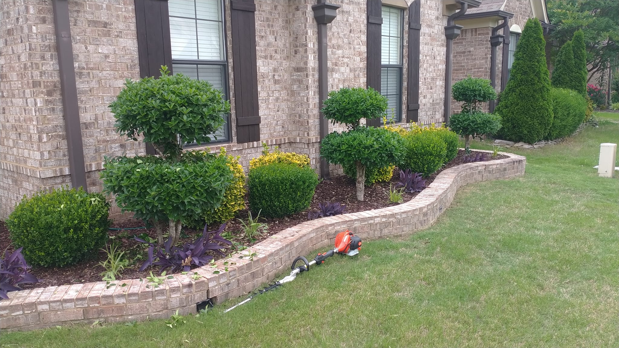 Grass clippings on Sudbury lawn after mowing