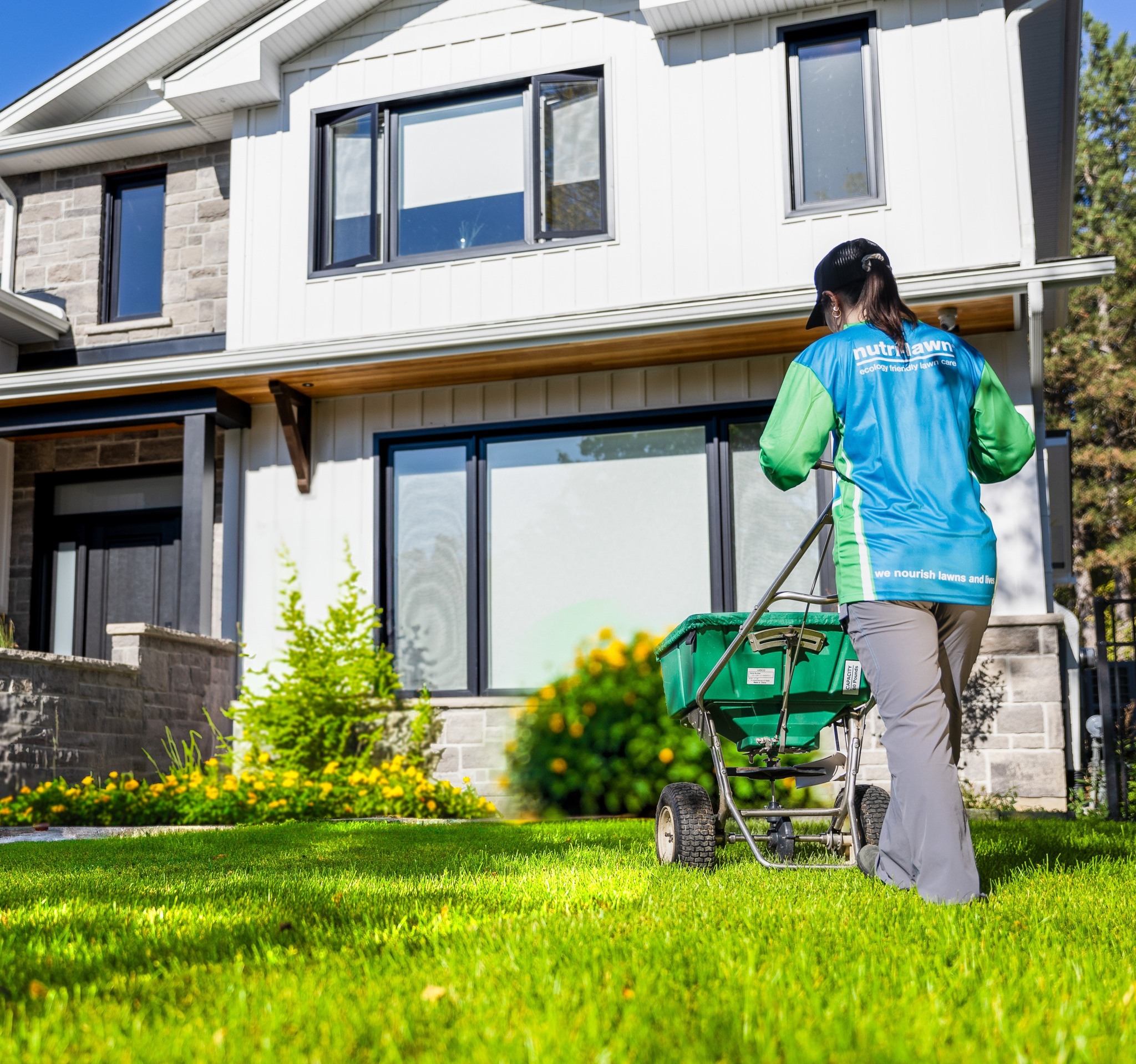 Green lawn rapid growth Sudbury spring