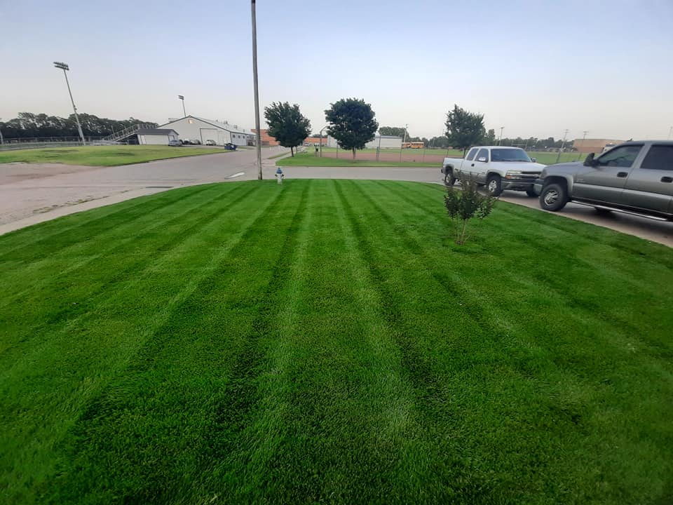 Healthy rooted sod with visible green growth on a Sudbury residential lawn