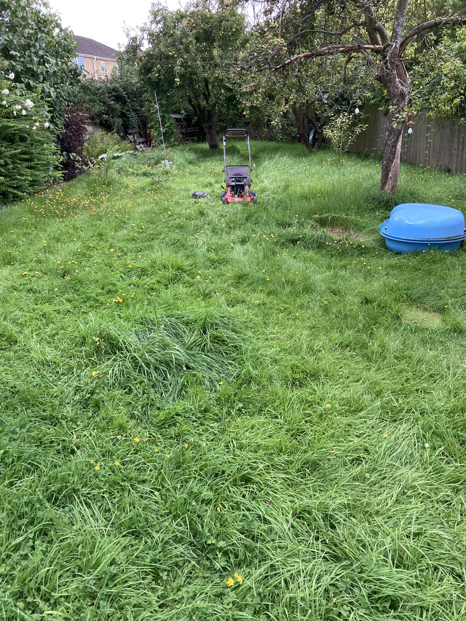 Healthy thick lawn being mowed at correct height in Greater Sudbury