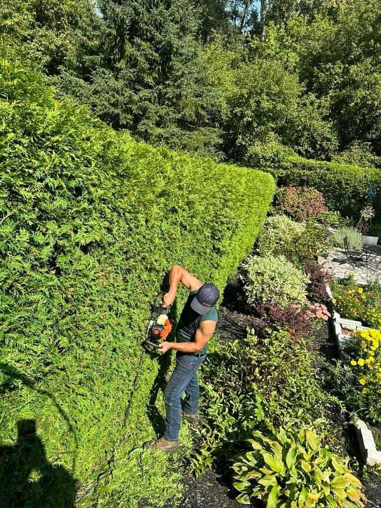 Hedge trimming Sudbury cedar hedge professional