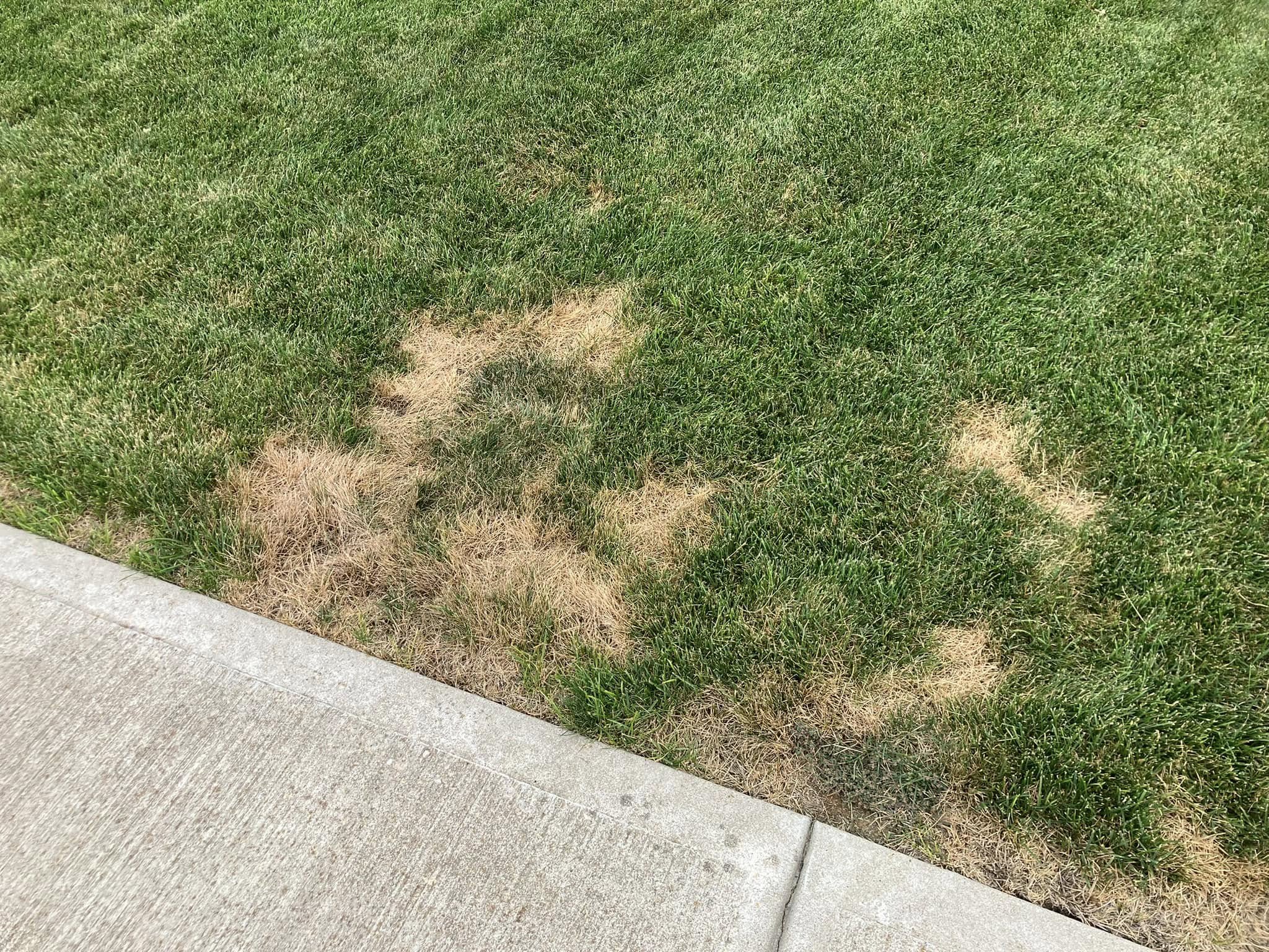Homeowner looking at a patchy damaged lawn in Greater Sudbury Ontario considering artificial grass