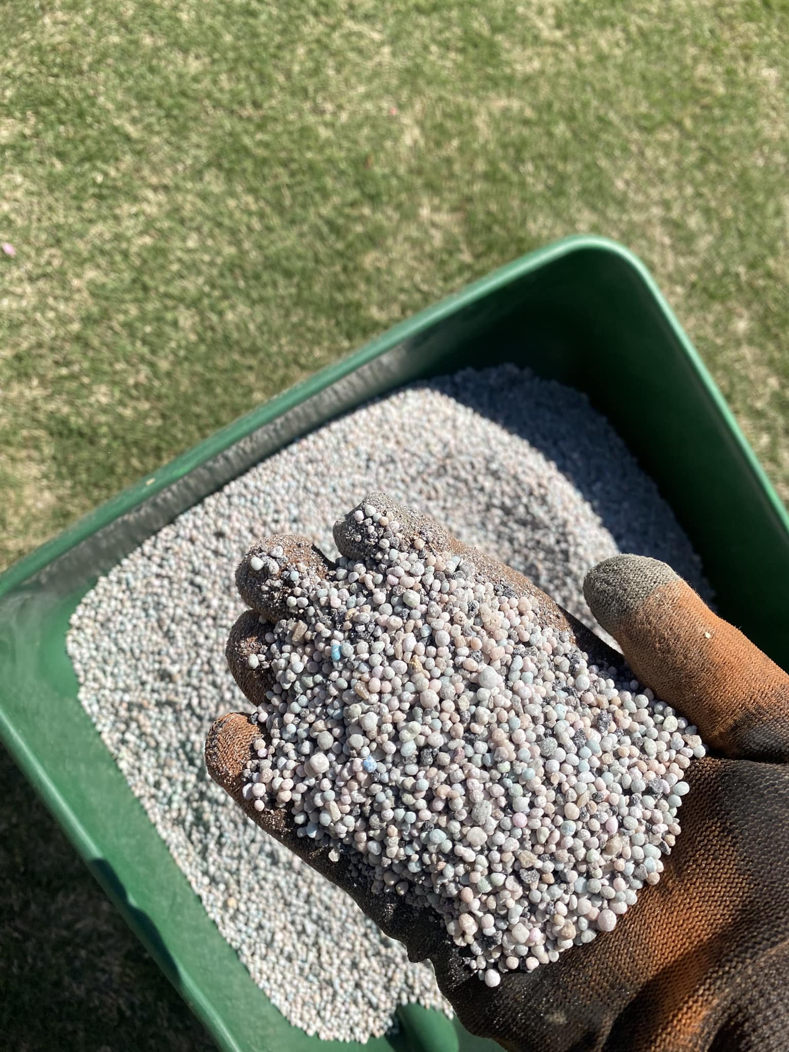 Lawn fertilizer being applied to a Sudbury residential lawn in spring