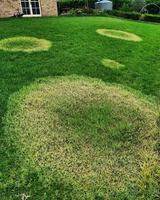 Lawn fungal disease brown ring Sudbury