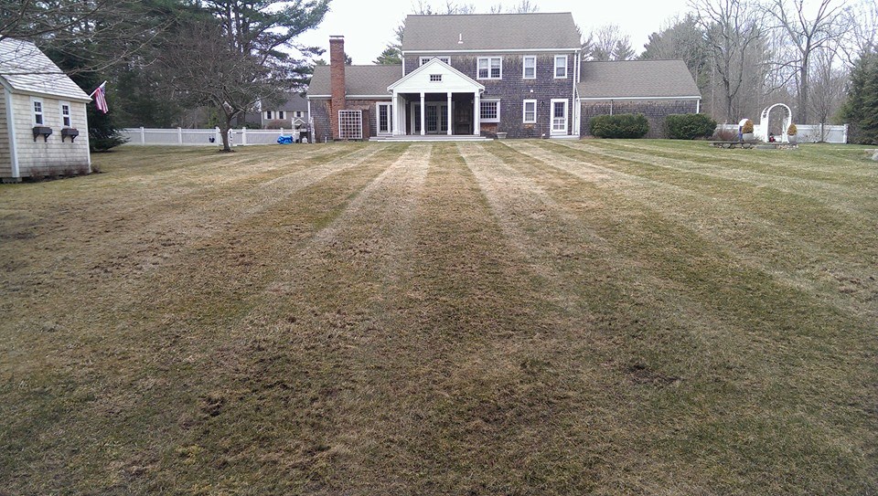 Lawn grub damage Sudbury turf lifting