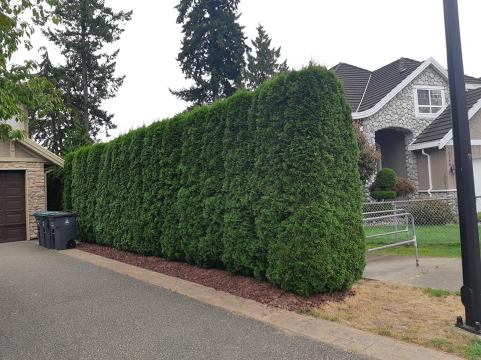 Neatly trimmed cedar hedge along a driveway in Greater Sudbury