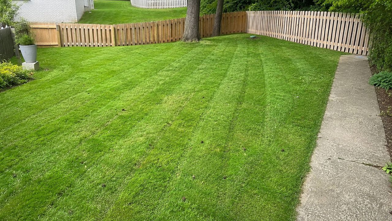 Neglected Sudbury lawn with weeds and bare patches before restoration