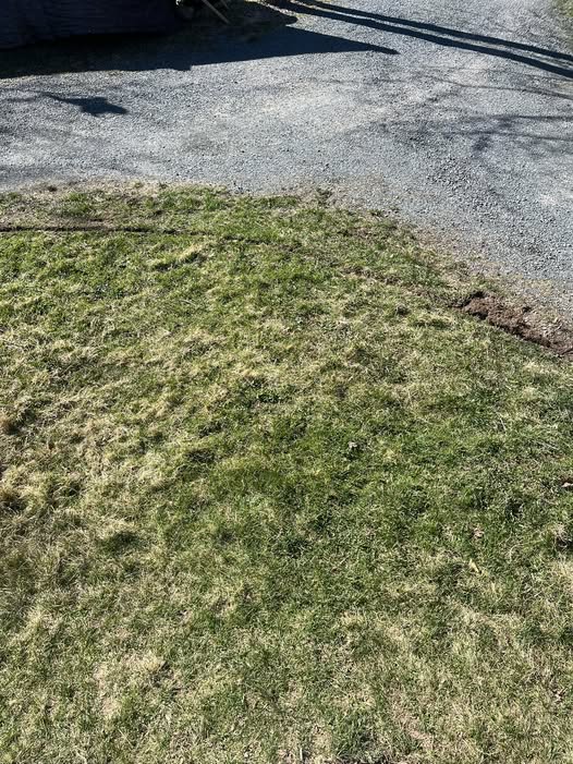Neglected patchy lawn Greater Sudbury before lawn care